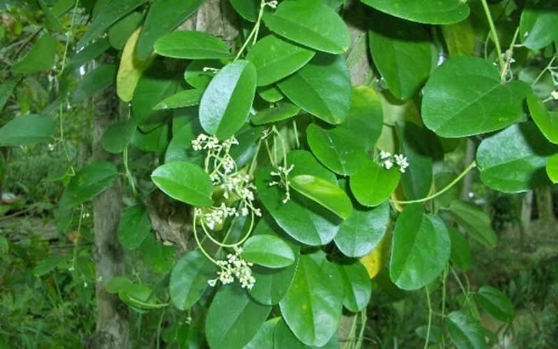 Loại lá được gọi là sâm, giúp giải độc, mát gan, chống lão hoá